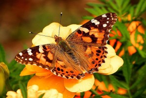 painted-lady-butterfly2
